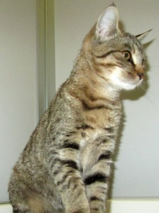 Orione più tranquillo della sorellina Odile, è nato a fine luglio 2015 e ha fatto la prima vaccinazione. La mamma Odette è negativa a FIV/FELV
