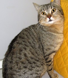 Lilloè un bel tigrato di circa 1 anno con una coda particolarissima: corta e molto pelosa. Vaccinato, sterilizzato e negativo a FIV/FELV
