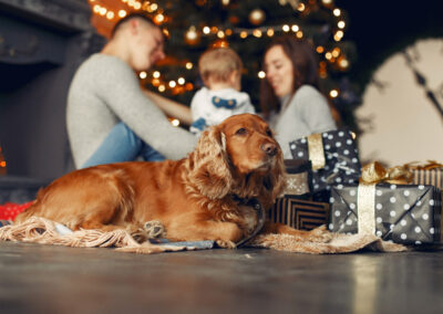 Zampa e la magia del Natale