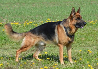 Storia di un cane che insegno’ a un bambino la fedelta’