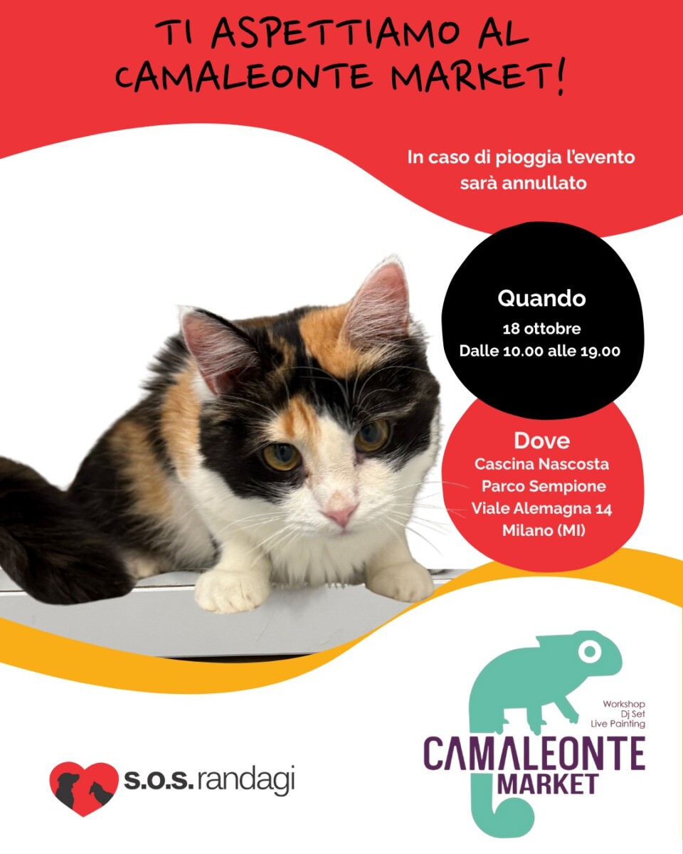 Camaleonte Market