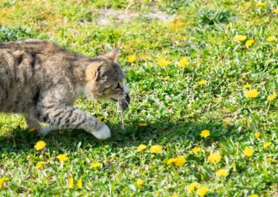 Gatto con topo, quadro di Antonio Ligabue