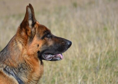 Il commissario Rex, il cane poliziotto che ha conquistato il mondo