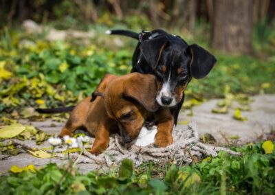 Quattro bassotti per un danese, un classico sempre attuale