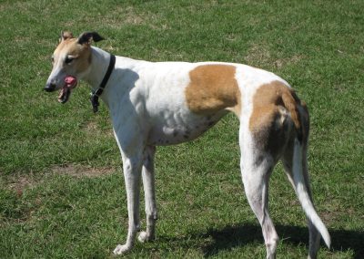 Dog: un romanzo sul coraggio, la paura e l’amore a quattro zampe.