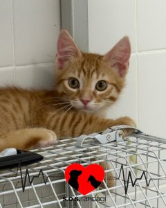 Nizar