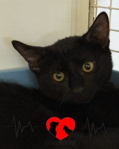 Amelia
