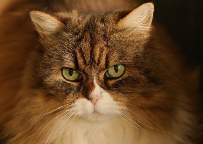 Charles Baudelaire e il fascino dei gatti