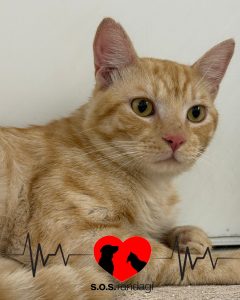 Tom