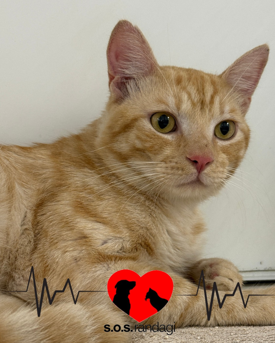 Tom