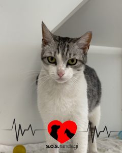 Morgana